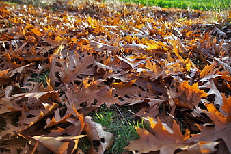 Close-up of golden brown oak leaves on grass in autumn