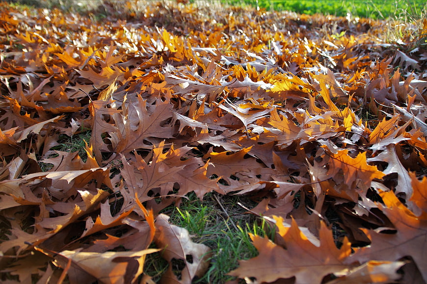 Close-up of golden brown oak leaves on grass in autumn