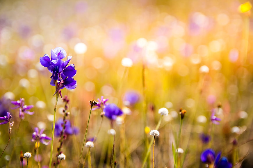 Purple wildflowers in a sunlit meadow with golden bokeh background
