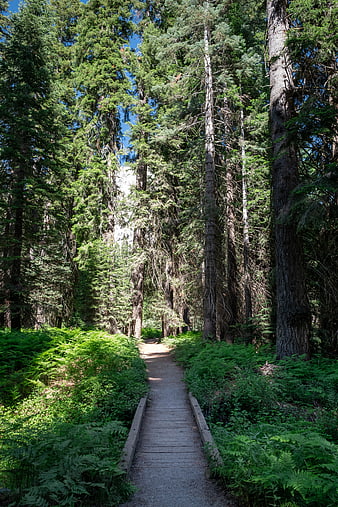Sunlit wooden boardwalk path through lush green forest