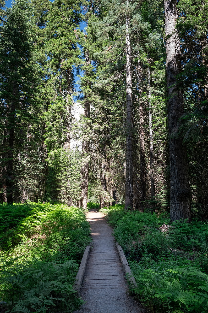 Sunlit wooden boardwalk path through lush green forest