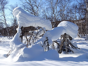 Snow-covered birch trees in a winter forest landscape