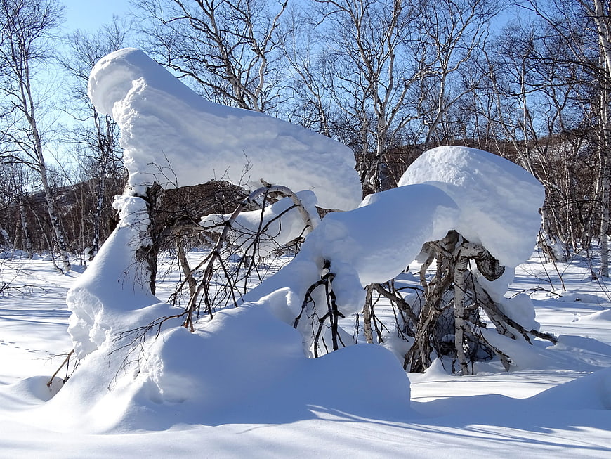 Snow-covered birch trees in a winter forest landscape
