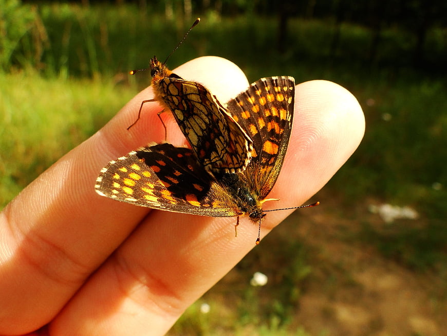 Two butterflies mating on a human finger in nature