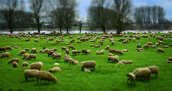 Large flock of sheep grazing in green meadow