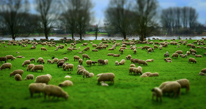 Large flock of sheep grazing in green meadow