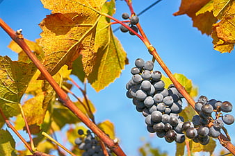 Ripe Purple Grapes on Vine with Yellow Autumn Leaves