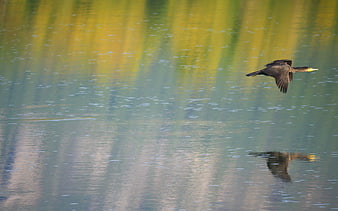 Cormorant Flying Low Over Calm Water with Reflection