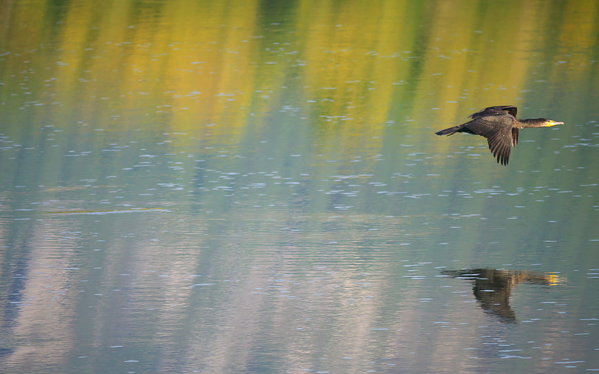 Cormorant Flying Low Over Calm Water with Reflection