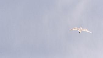 White Seagull Soaring in Blue Sky