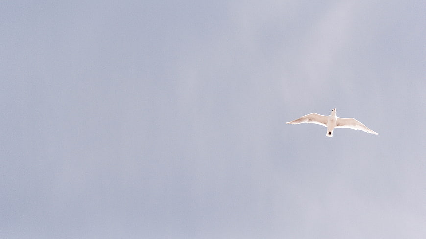 White Seagull Soaring in Blue Sky