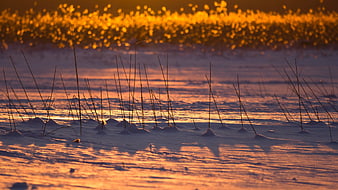 Winter sunset over frozen lake with reeds and golden bokeh