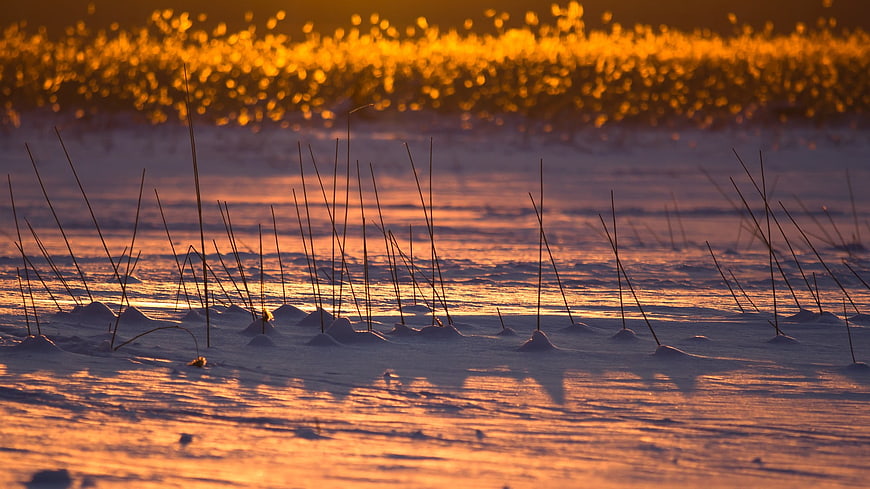 Winter sunset over frozen lake with reeds and golden bokeh