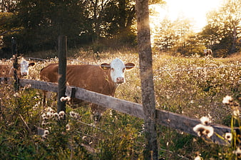 Brown and white cow in a sunlit meadow with dandelions