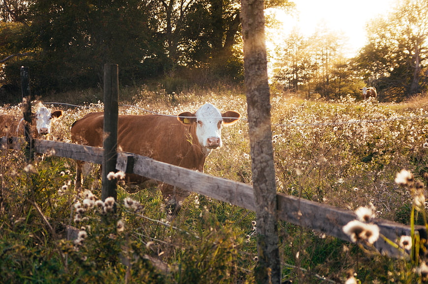 Brown and white cow in a sunlit meadow with dandelions