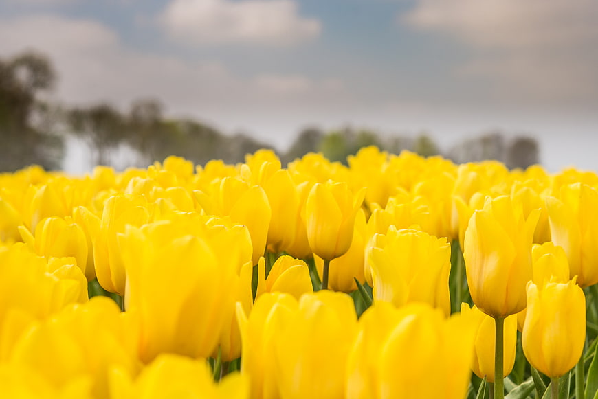 Vibrant yellow tulip field with blurred background