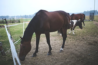 Brown Horse Grazing in Pasture with Foal
