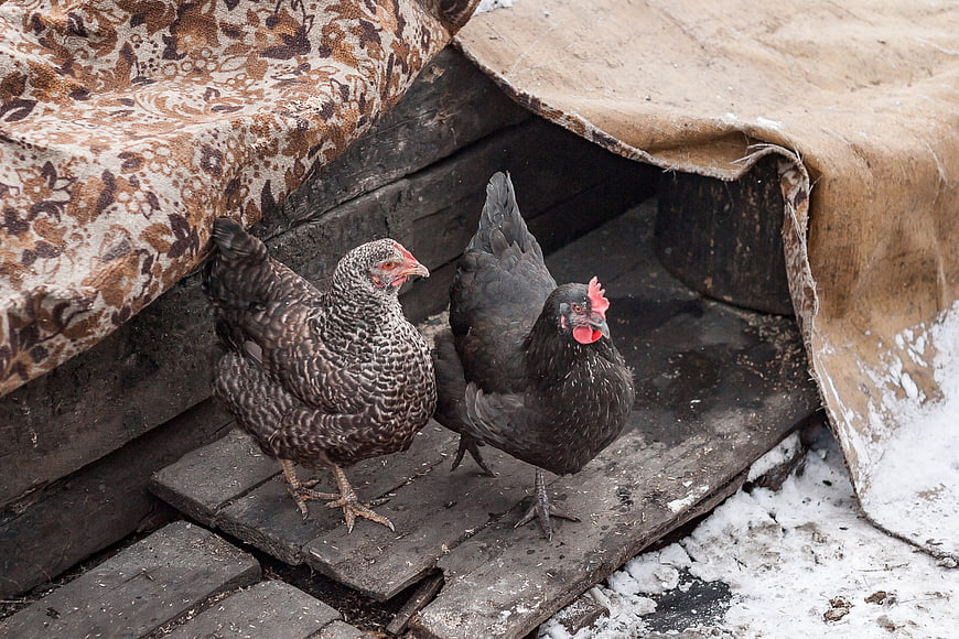 Two chickens standing on wooden planks in a rustic winter farm setting
