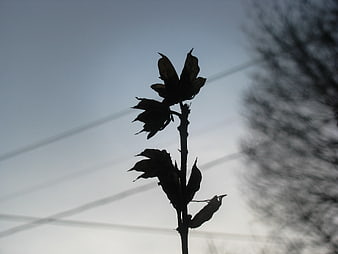 Silhouette of dried plant against blue sky with power lines