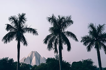Lotus Temple Delhi Silhouette With Palm Trees At Dusk