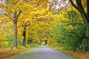 Cobblestone Road Through Golden Autumn Forest Tunnel