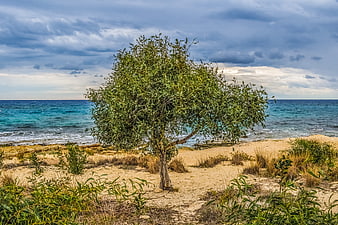 Lone Olive Tree on Sandy Beach with Turquoise Sea and Cloudy Sky