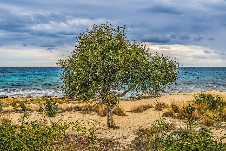Lone Olive Tree on Sandy Beach with Turquoise Sea and Cloudy Sky