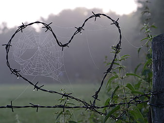 Heart-shaped barbed wire with spider web in morning mist