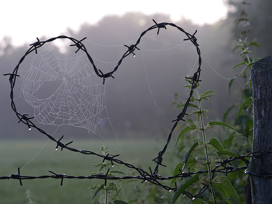 Heart-shaped barbed wire with spider web in morning mist