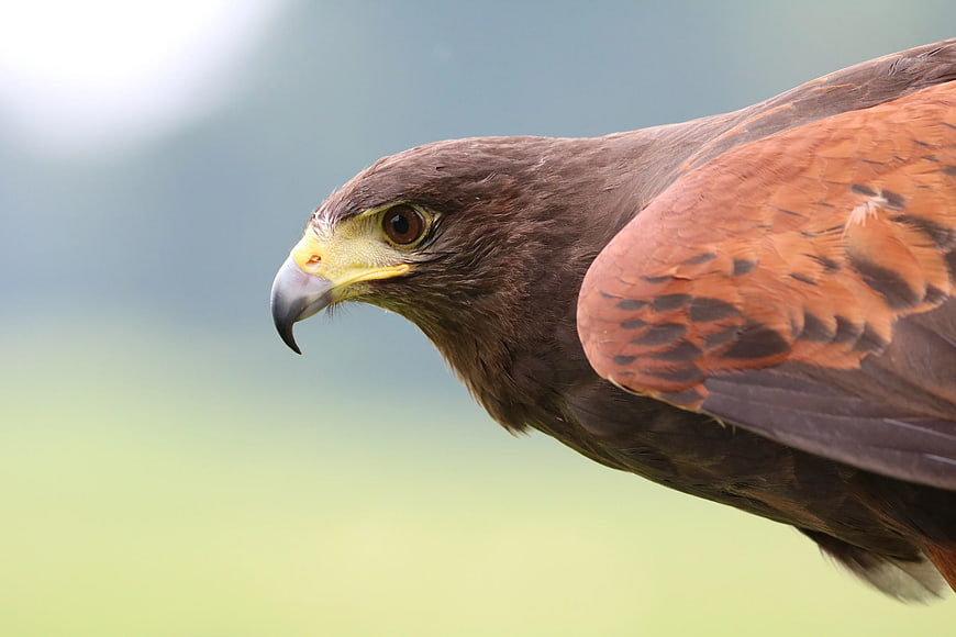 Close-up Profile of a Red-tailed Hawk in Flight