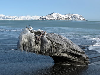 Frozen rock with starfish on winter beach with snowy mountains