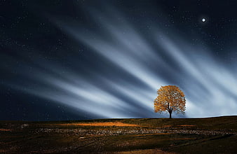 Lone autumn tree illuminated by moonlight rays in starry night landscape