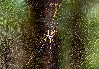 Golden Orb Weaver Spider on Web in Nature