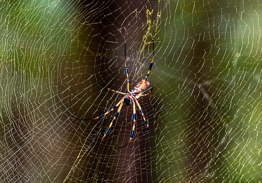 Golden Orb Weaver Spider on Web in Nature
