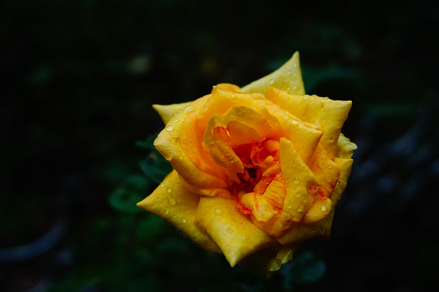 Close-up of a yellow rose with water droplets on dark background
