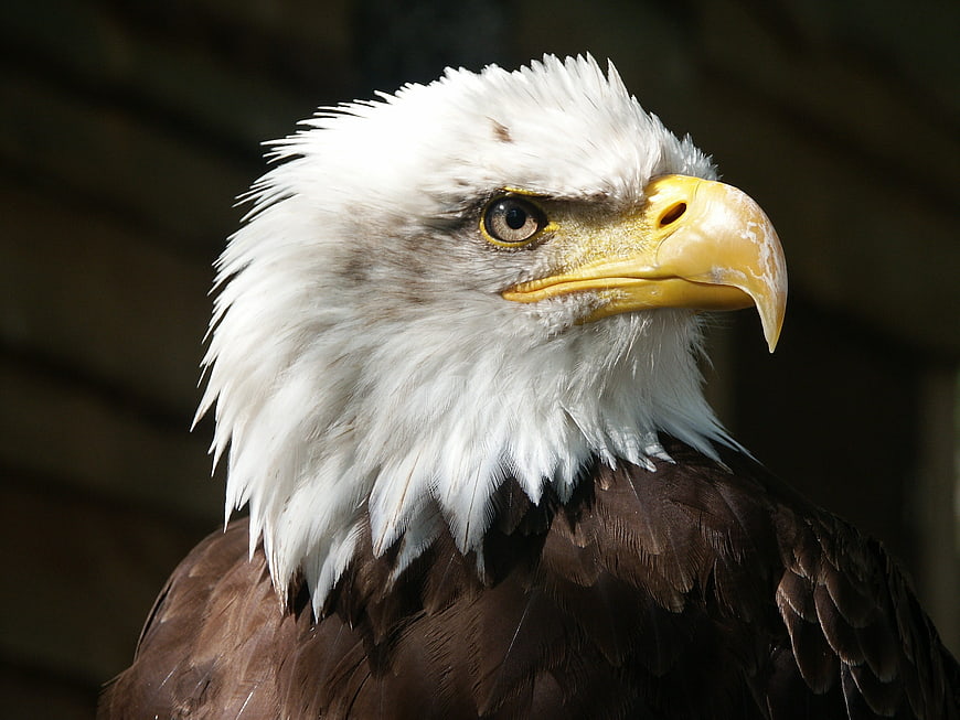 Close-up portrait of a majestic bald eagle head