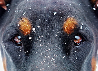 Close-up of a Doberman's eyes with snowflakes on fur