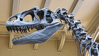 Tyrannosaurus Rex Skull and Neck Skeleton in Museum