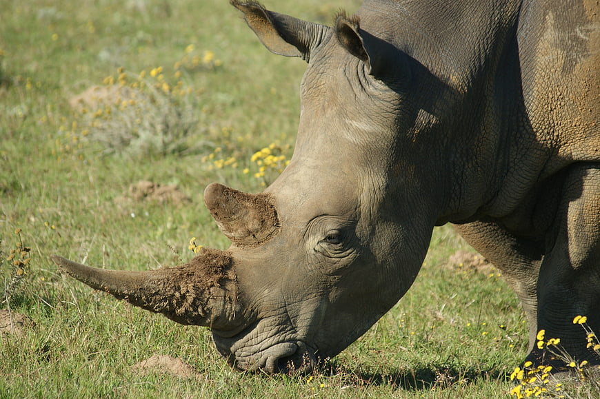 Close-up of a rhinoceros grazing in a grassy field