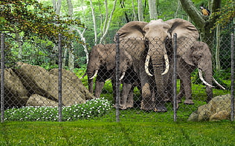 Three African Elephants Behind Chain Link Fence in Zoo