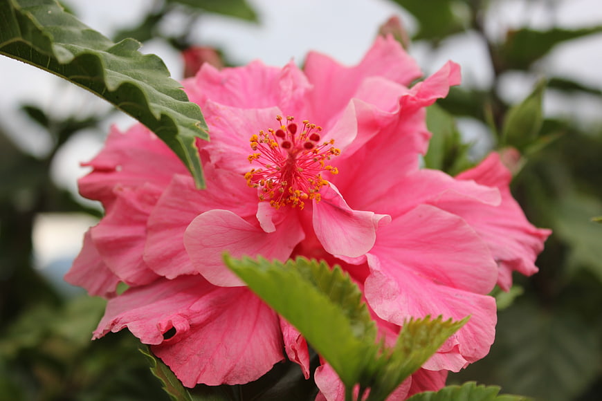 Close-up of vibrant pink hibiscus flower with green leaves