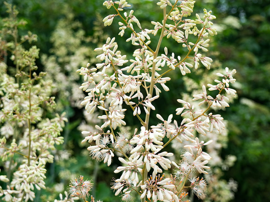 Close-up of White Botanical Flowers on Branches
