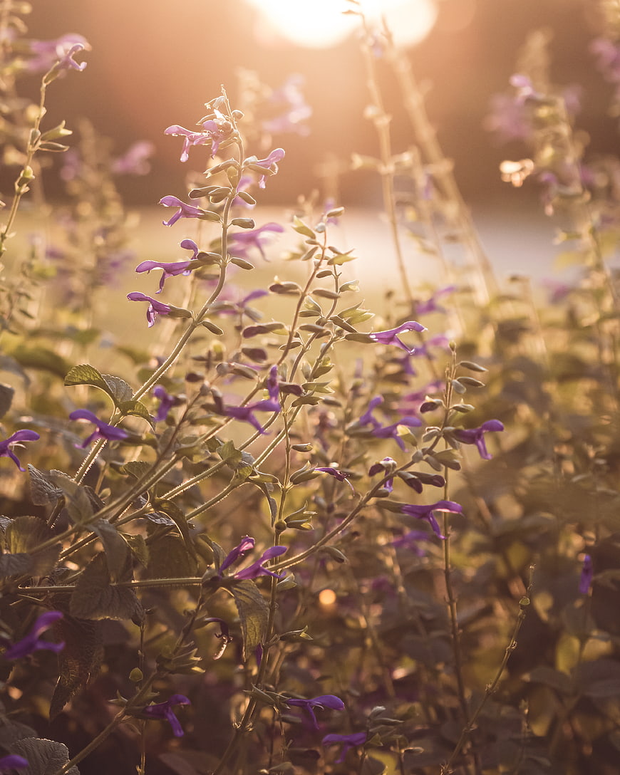 Purple Salvia Flowers Backlit by Golden Hour Sunlight