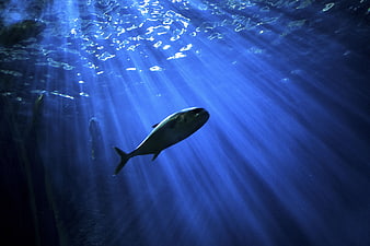 Fish Swimming in Deep Blue Ocean with Sunbeams