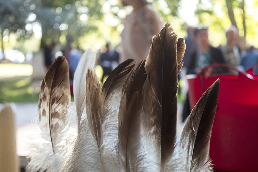 Close-up of brown and white feathers with blurred outdoor background