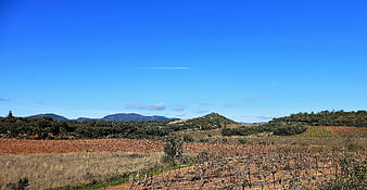 Panoramic View of Dormant Vineyard and Rolling Hills Under Blue Sky