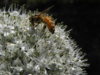 Honeybee Pollinating White Allium Flower Macro