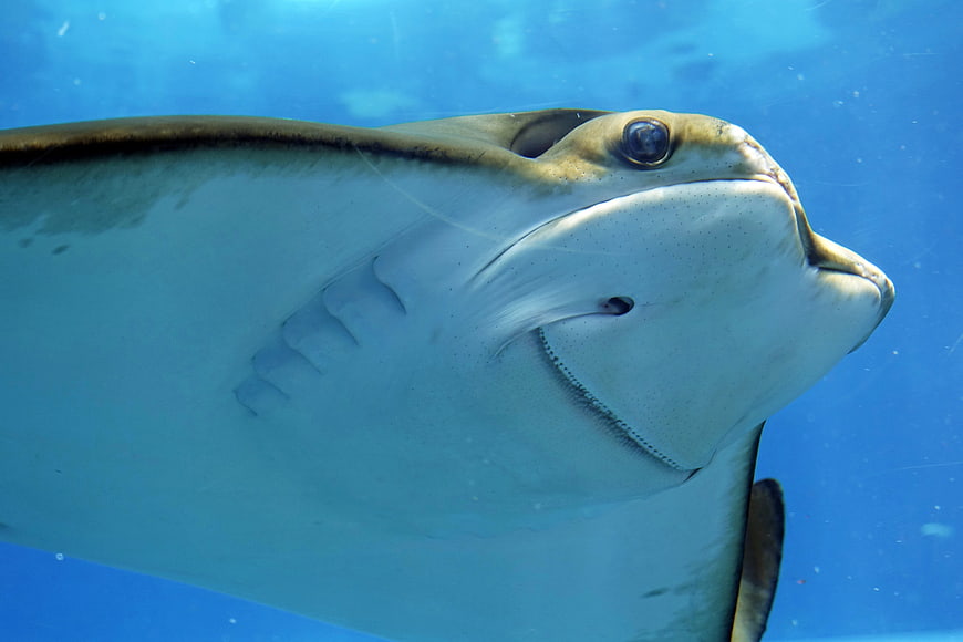 Close-up of a Manta Ray Swimming Underwater
