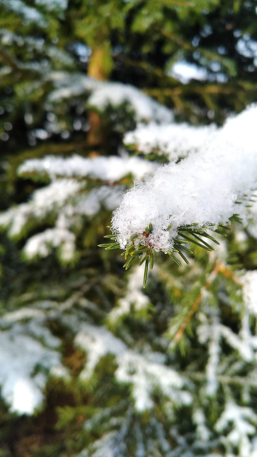 Close-up of Snowy Pine Branch in Winter Forest