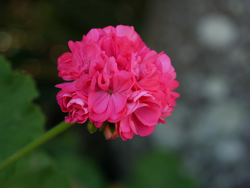 Close-up of vibrant pink geranium flower cluster